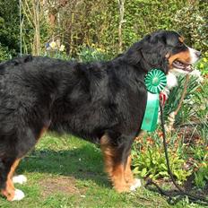 Berner sennenhund Malou