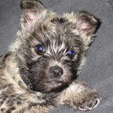 Cairn terrier Louie "Little Big Horn"