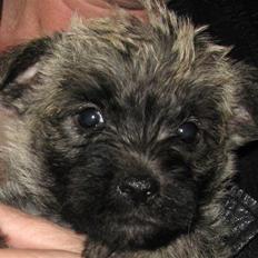 Cairn terrier Louie "Little Big Horn"