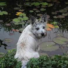 Cairn terrier Louie "Little Big Horn"