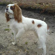 Cavalier king charles spaniel Fluffy