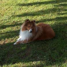Shetland sheepdog charlie  