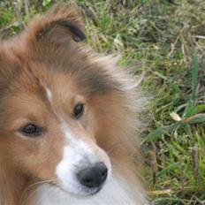 Shetland sheepdog charlie  