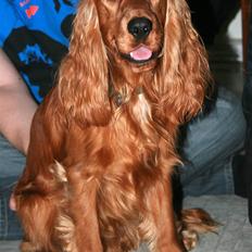 Cocker spaniel Sofus *RIP*