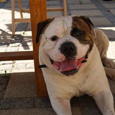 Amerikansk bulldog hannibal R.I.P