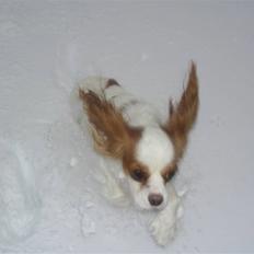 Cavalier king charles spaniel Fluffy