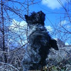 Cairn terrier Nud R.I.P