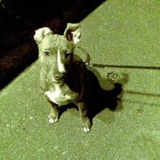 Amerikansk staffordshire terrier Zigo (ikke min længere)