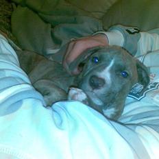 Amerikansk staffordshire terrier Zigo (ikke min længere)