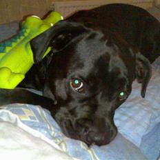 Blanding af racer Tickie T