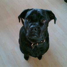 Blanding af racer Tickie T