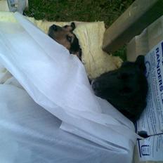Blanding af racer VAPS R.I.P