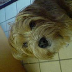 Blanding af racer Salli