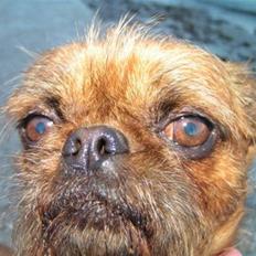 Griffon petit brabancon Perle