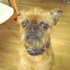 Griffon petit brabancon Perle