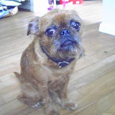 Griffon petit brabancon Perle