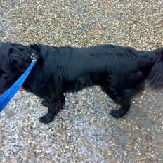 Blanding af racer Bjørn <3