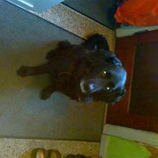 Blanding af racer Bjørn <3