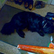 Blanding af racer Bjørn <3