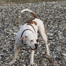 Amerikansk bulldog Nora Hund