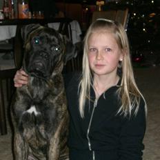 Bullmastiff Berta