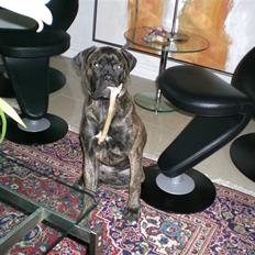 Bullmastiff Berta