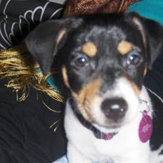 Jack russell terrier Sophie