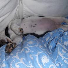 Jack russell terrier Sophie