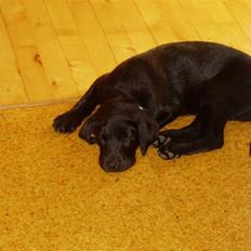 Labrador retriever Trico