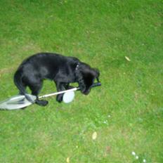 Labrador retriever Trico