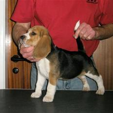 Beagle Love is like oxygen