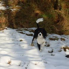 Cavalier king charles spaniel Cavasoles Nala