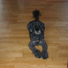 Dværgpuddel Topper *R.I.P*