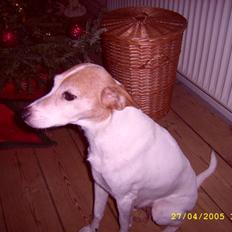 Dansk svensk gaardhund petti  R.I.P 11.11.09