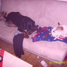 Dansk svensk gaardhund petti  R.I.P 11.11.09