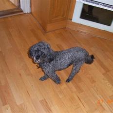 Dværgpuddel Topper *R.I.P*