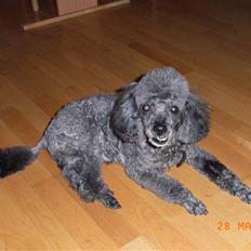 Dværgpuddel Topper *R.I.P*