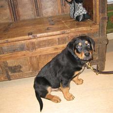 Blanding af racer Gonzo