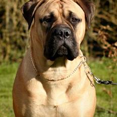 Bullmastiff Luna V.D. Mija Dora R.I.P