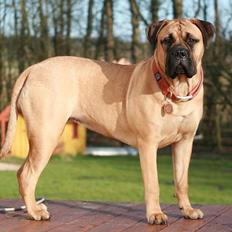 Bullmastiff Luna V.D. Mija Dora R.I.P