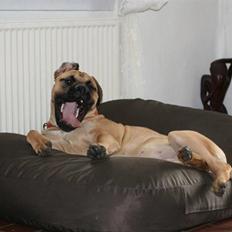 Bullmastiff Luna V.D. Mija Dora R.I.P