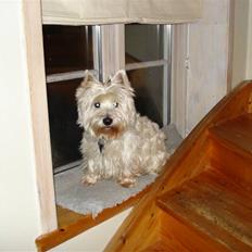 West highland white terrier Frodo