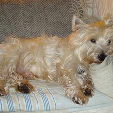 West highland white terrier Frodo