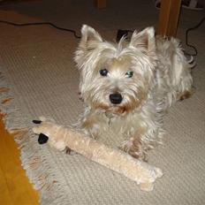 West highland white terrier Frodo