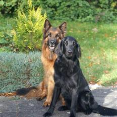 Flat coated retriever Troels