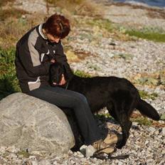 Flat coated retriever Troels