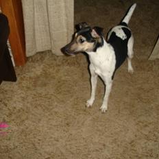 Dansk svensk gaardhund RONJA