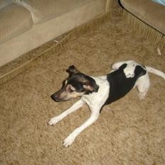 Dansk svensk gaardhund RONJA