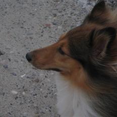 Shetland sheepdog <3Tjalfe<3
