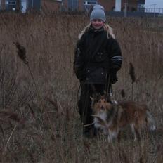 Shetland sheepdog <3Tjalfe<3